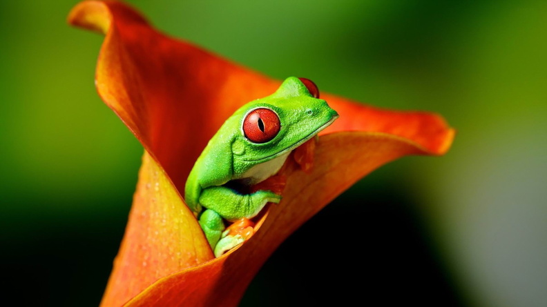 frog-ecological animal desktop wallpaper Wallpaper 1920x1200[10wallpaper.com]